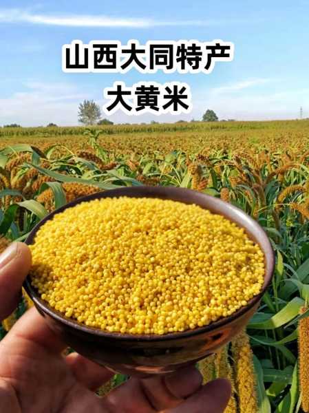 大同棚户区哪有黄米